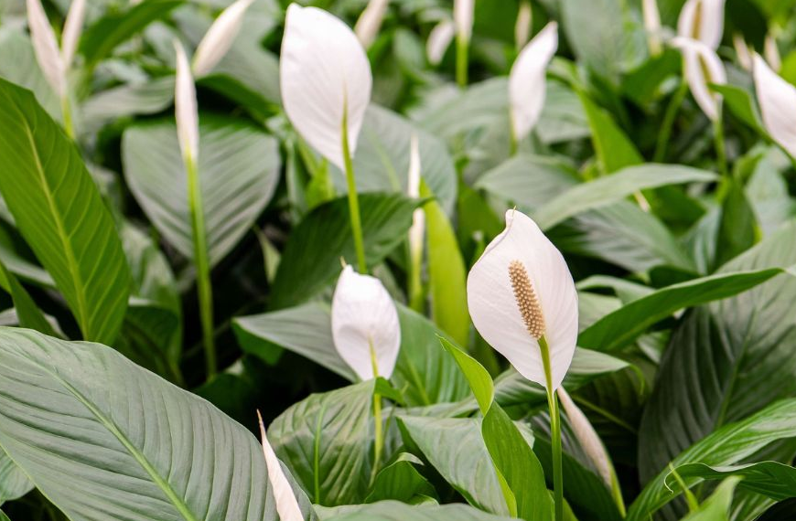 Spathiphyllum