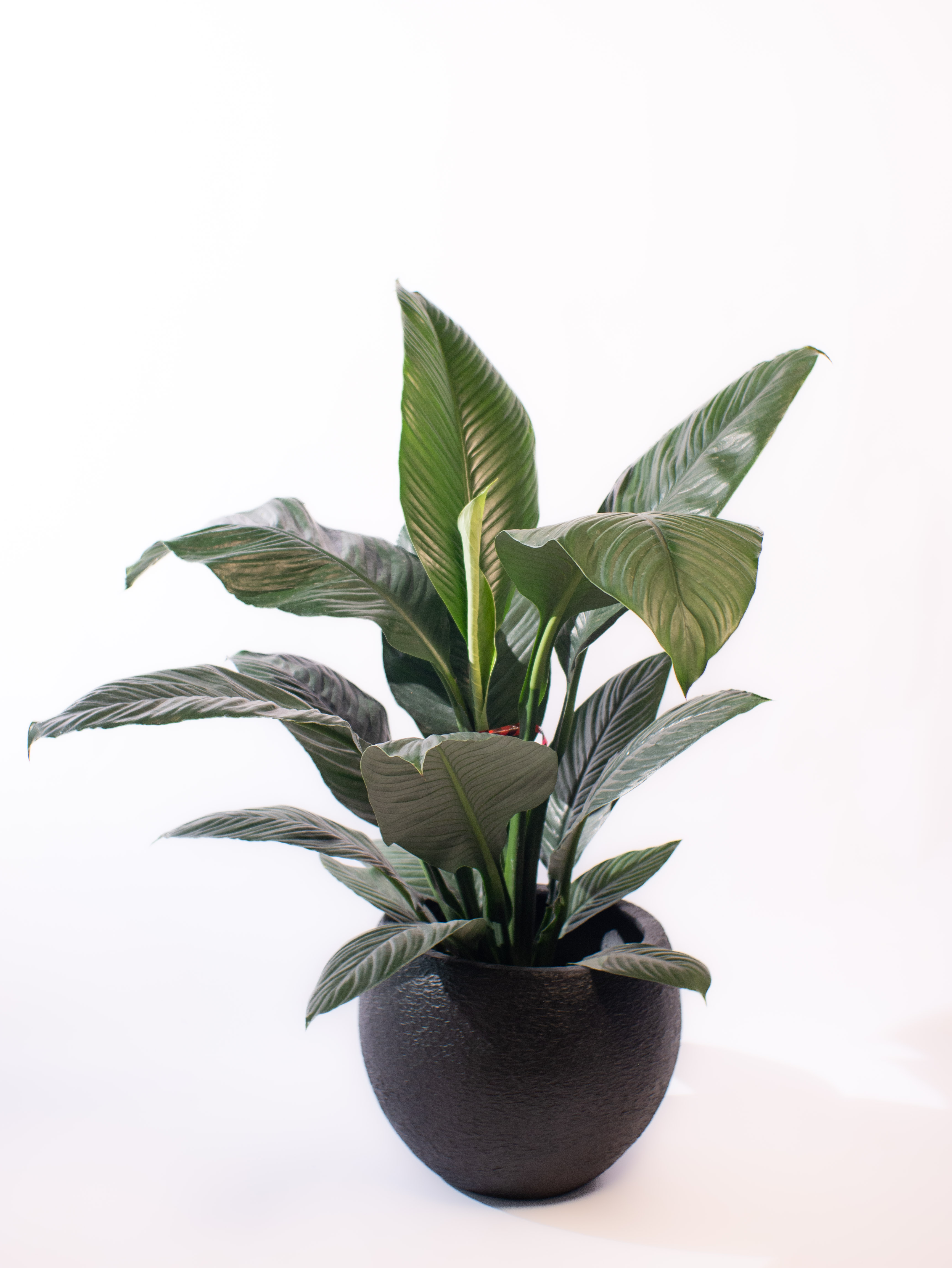 Spathiphyllum Sensation