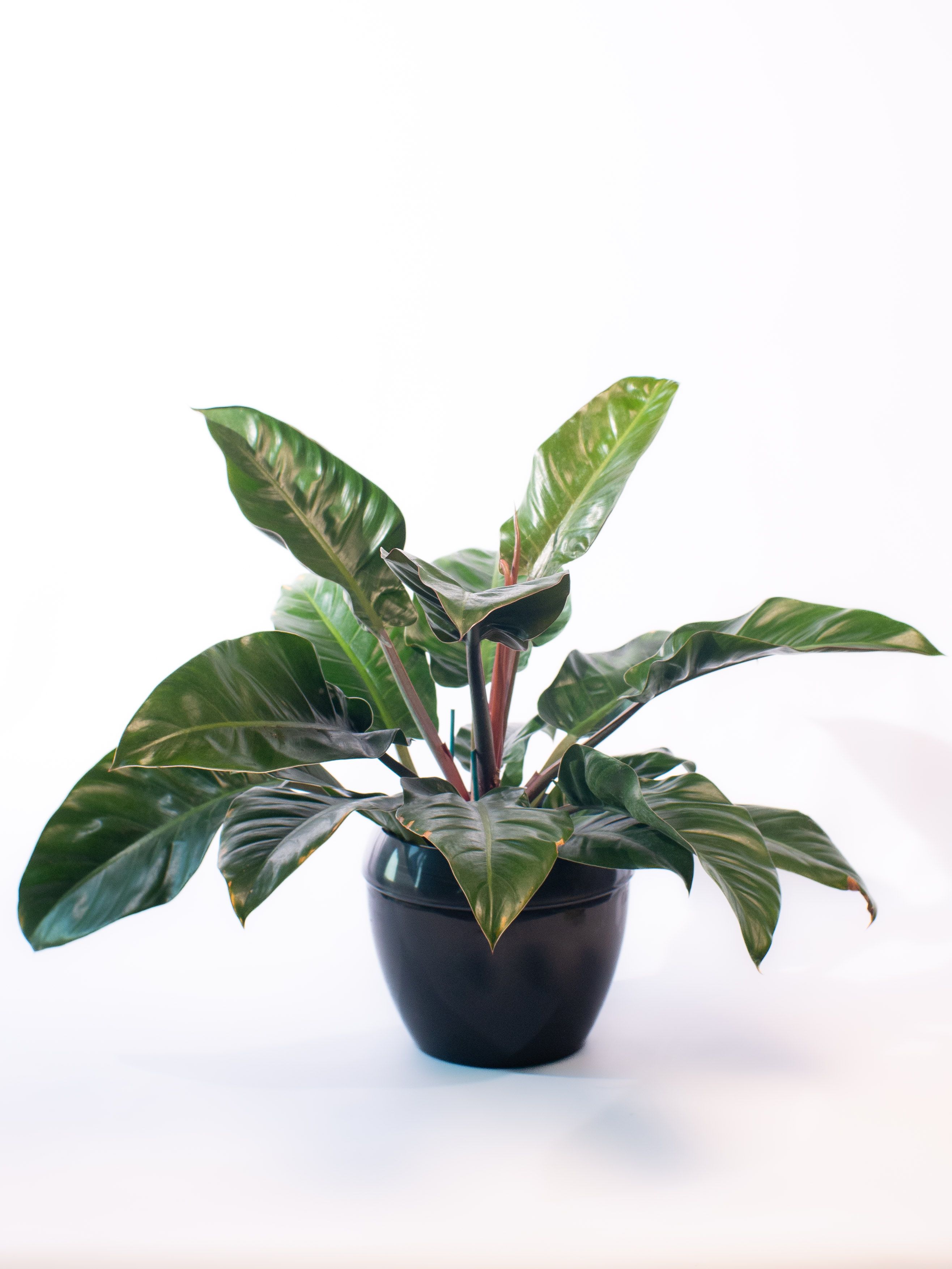 Philodendron Imperial Green