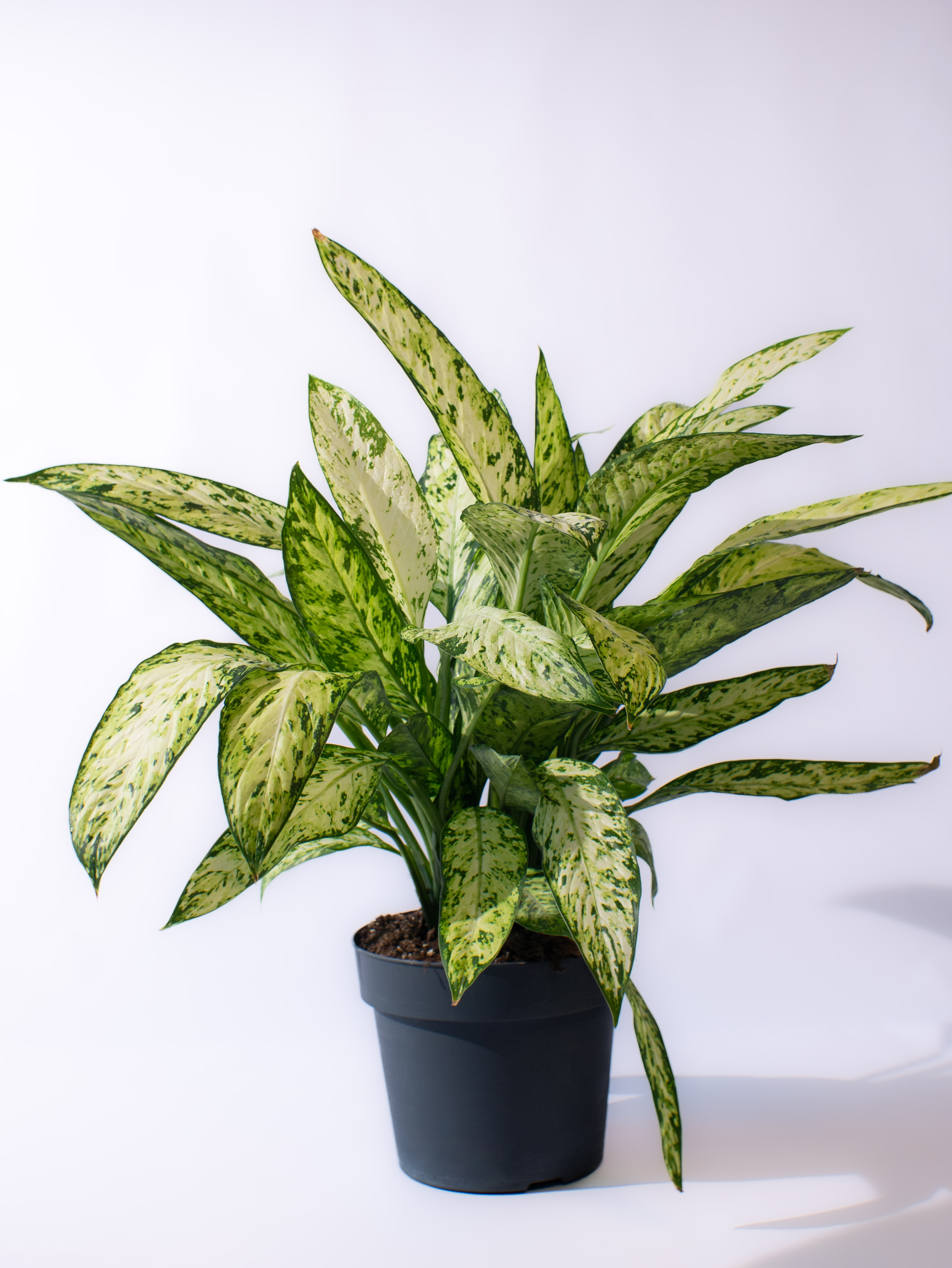 Dieffenbachia Vesuvio