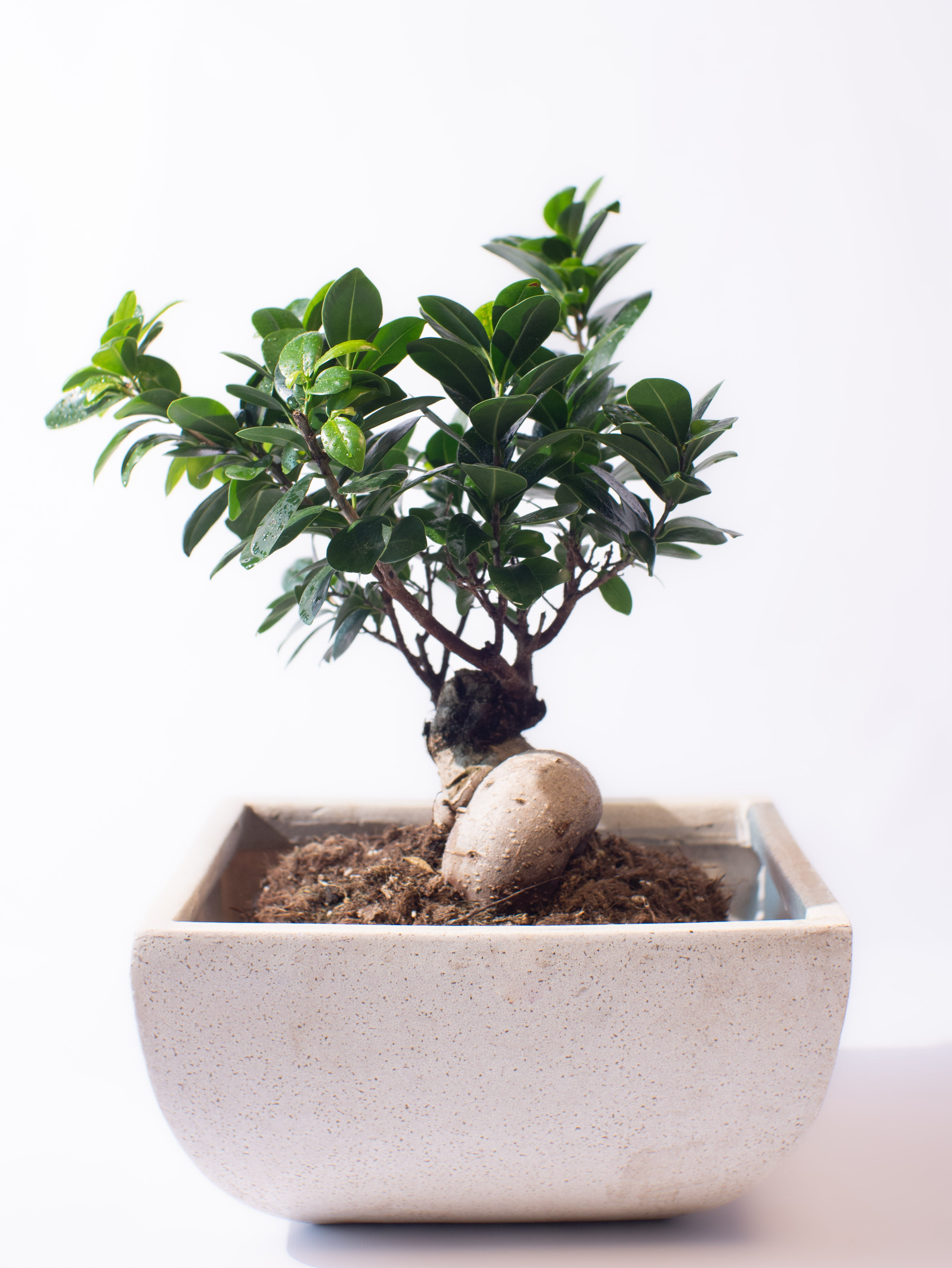 Ficus Ginseng