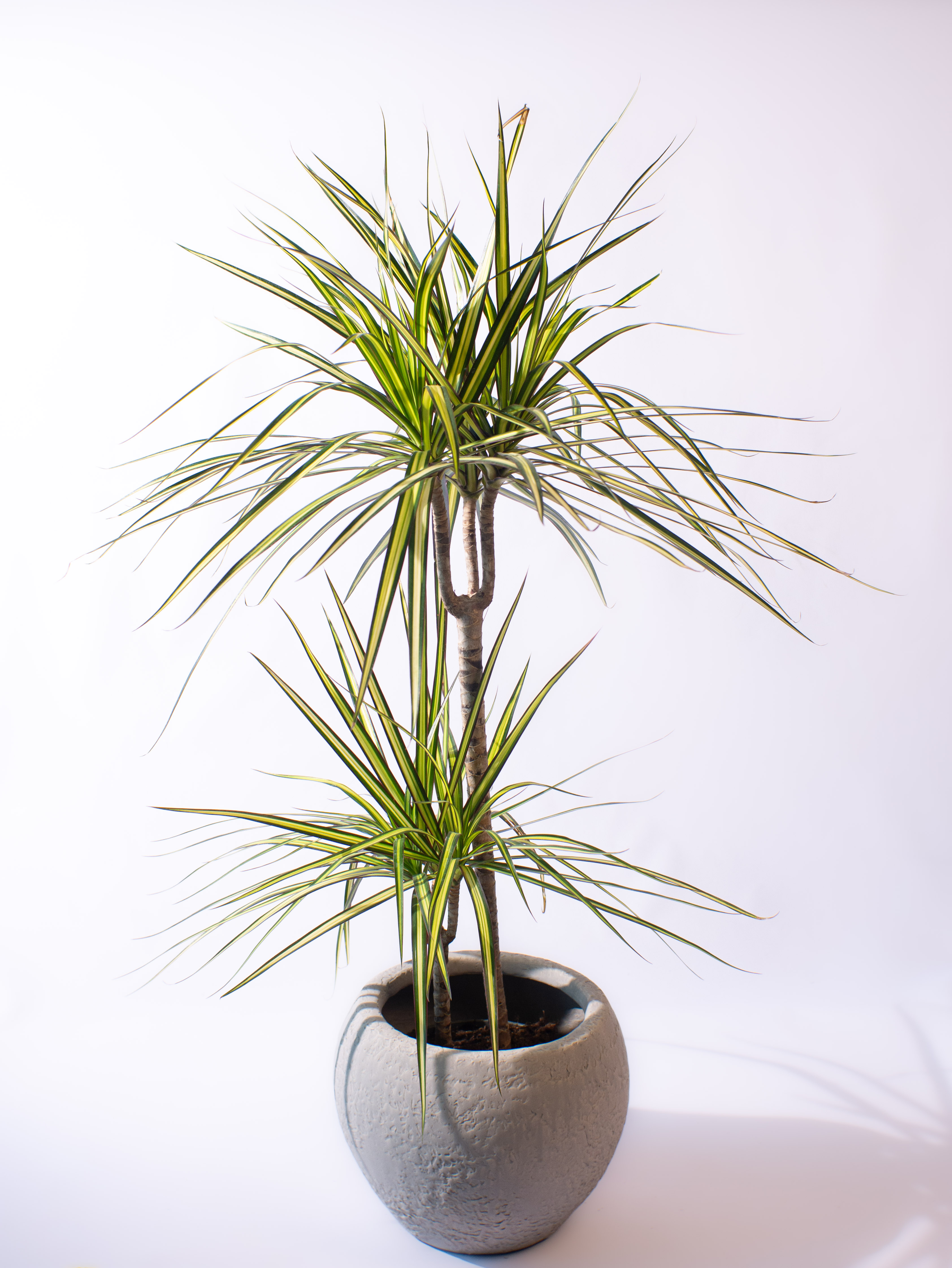Dracaena Kiwi