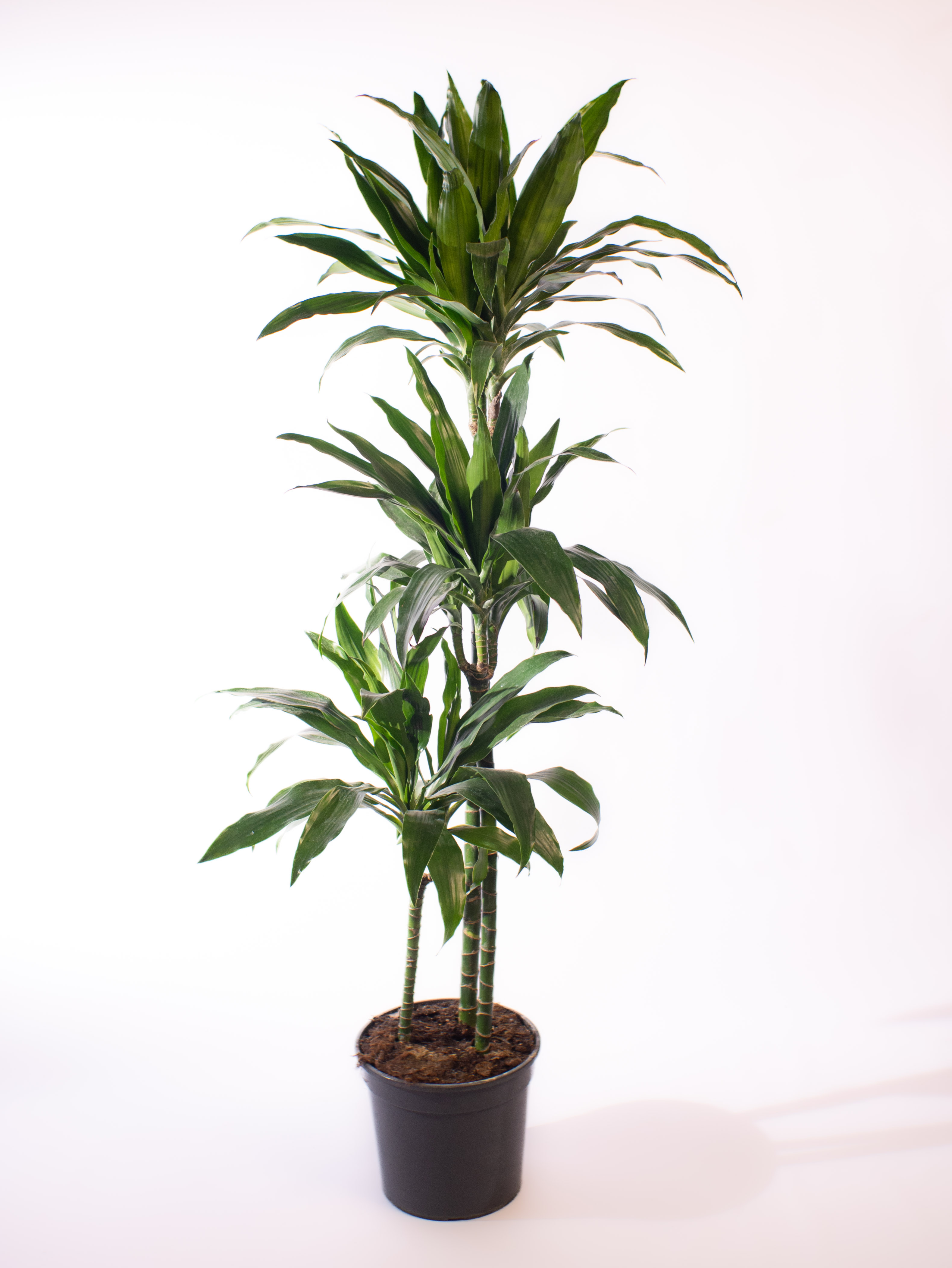 Dracaena Green