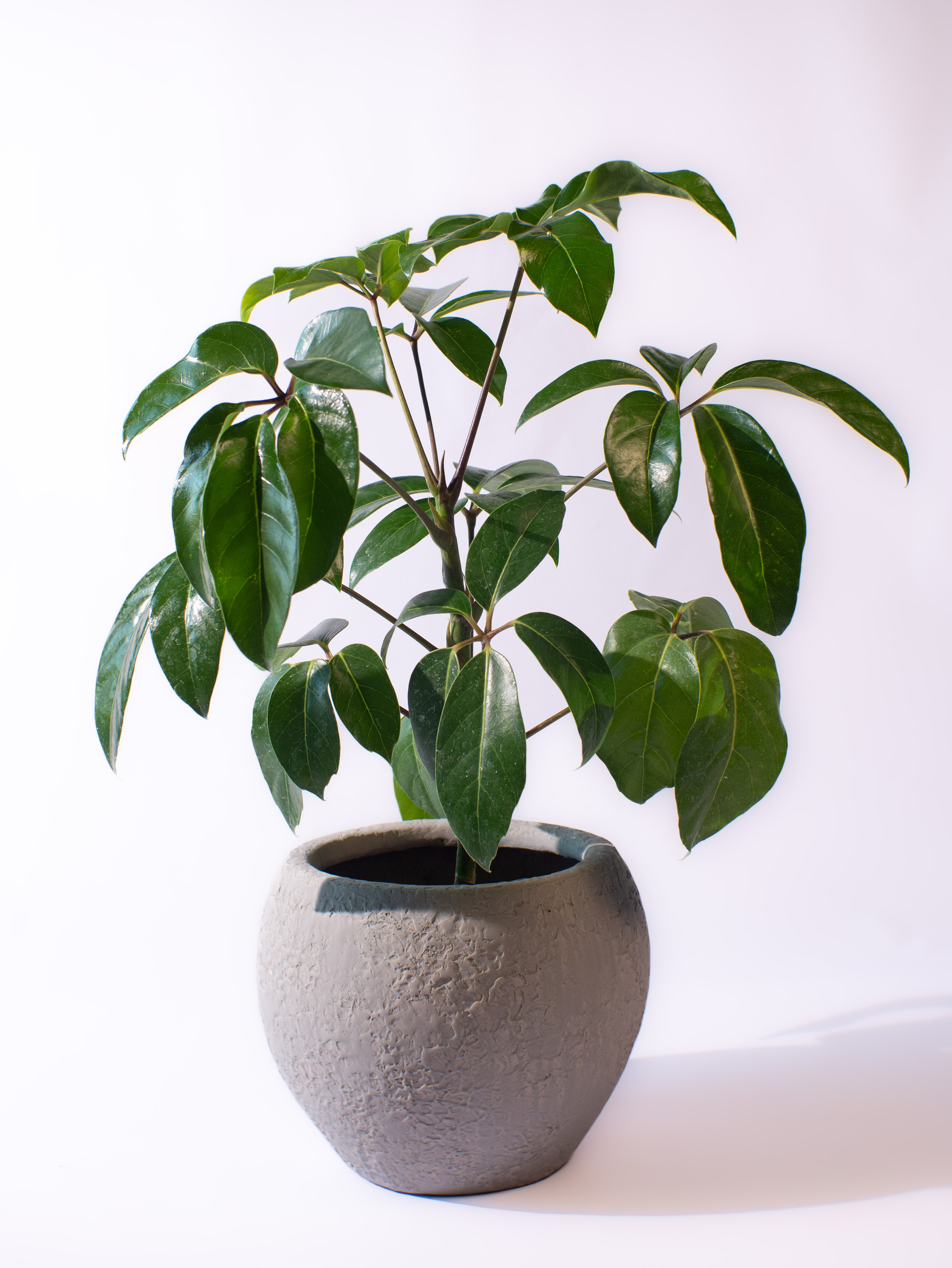 Schefflera Amate