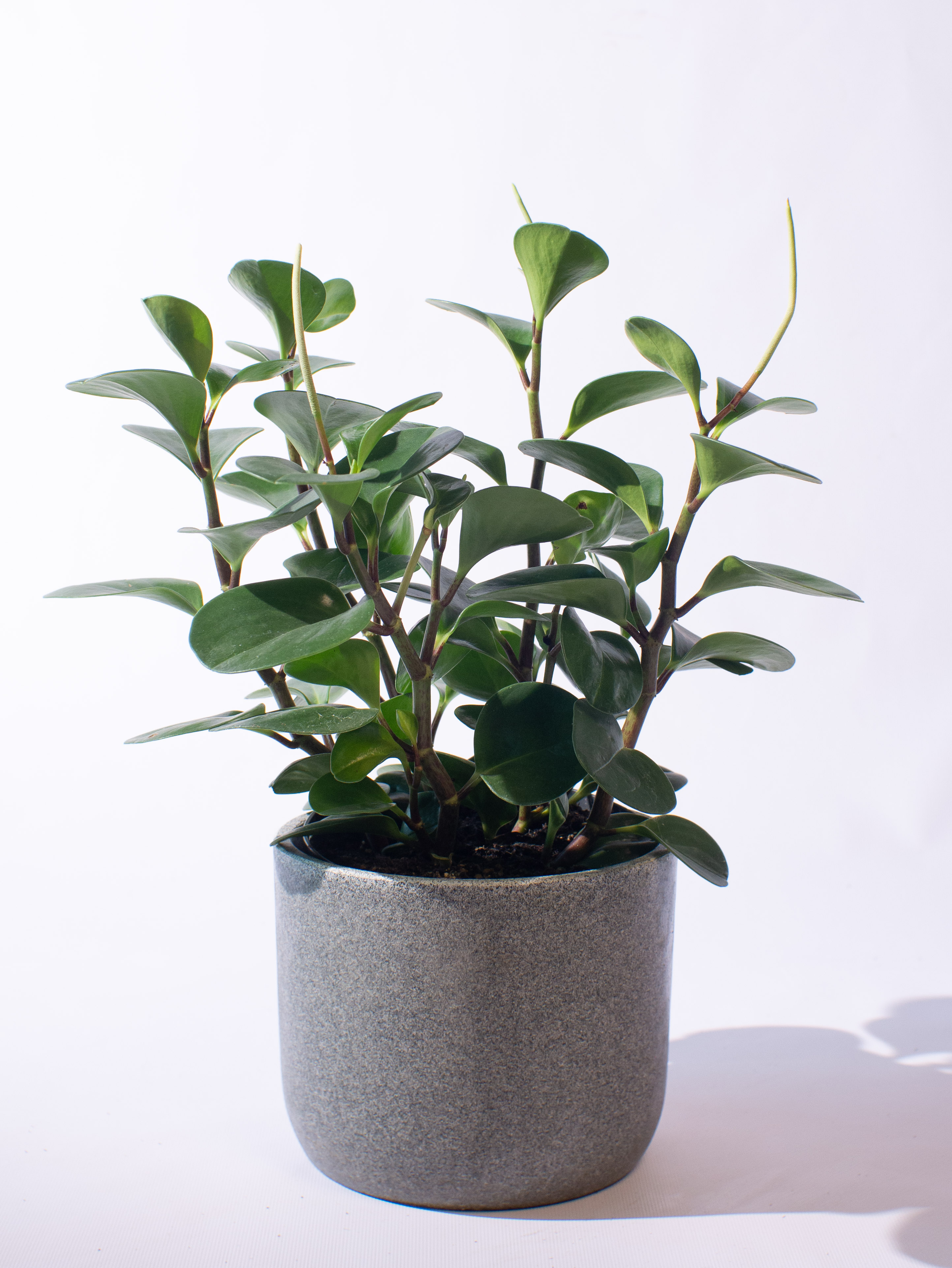 Peperomia Obtusifolia Green