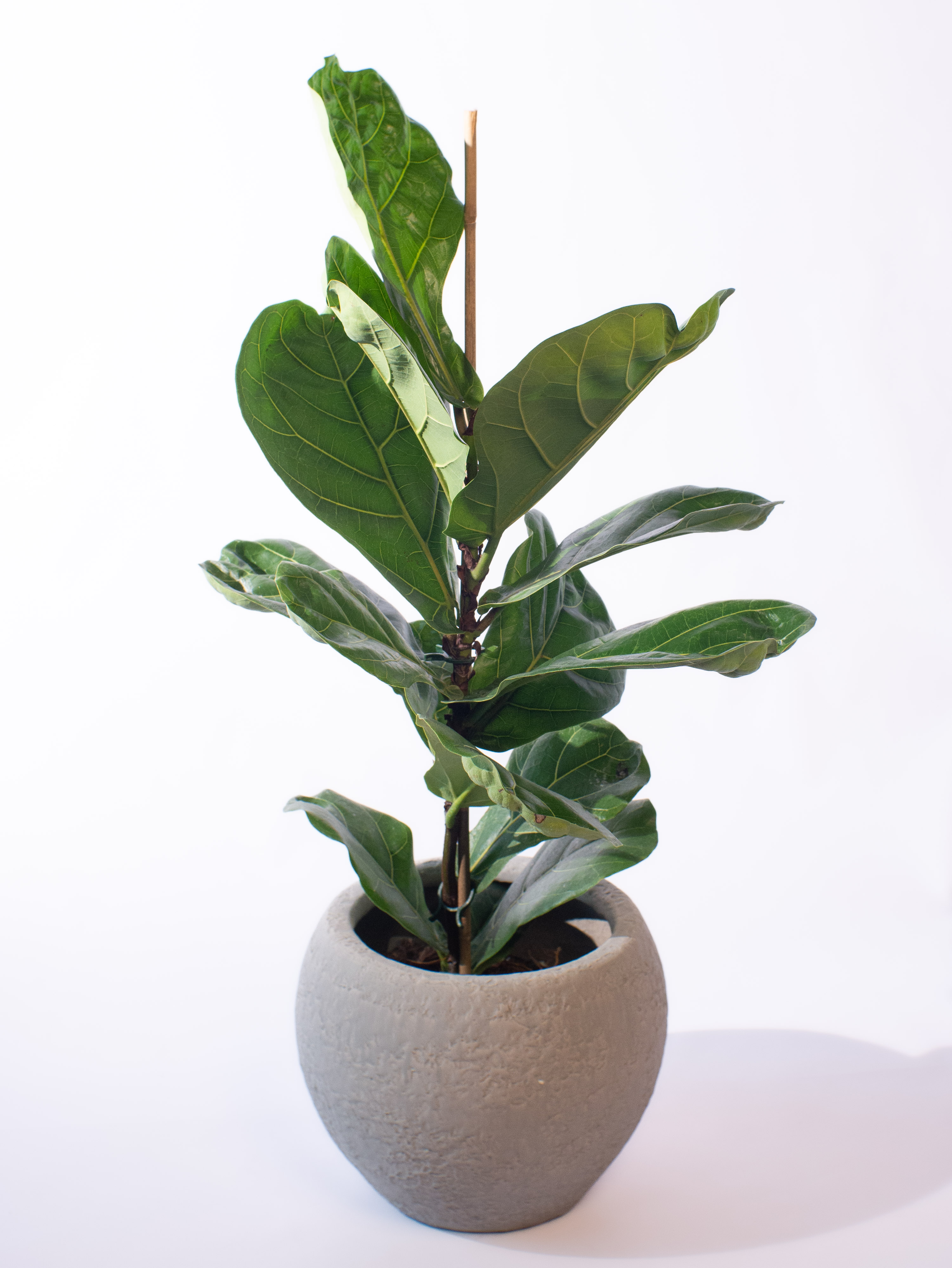 Ficus Lyrata Bambino