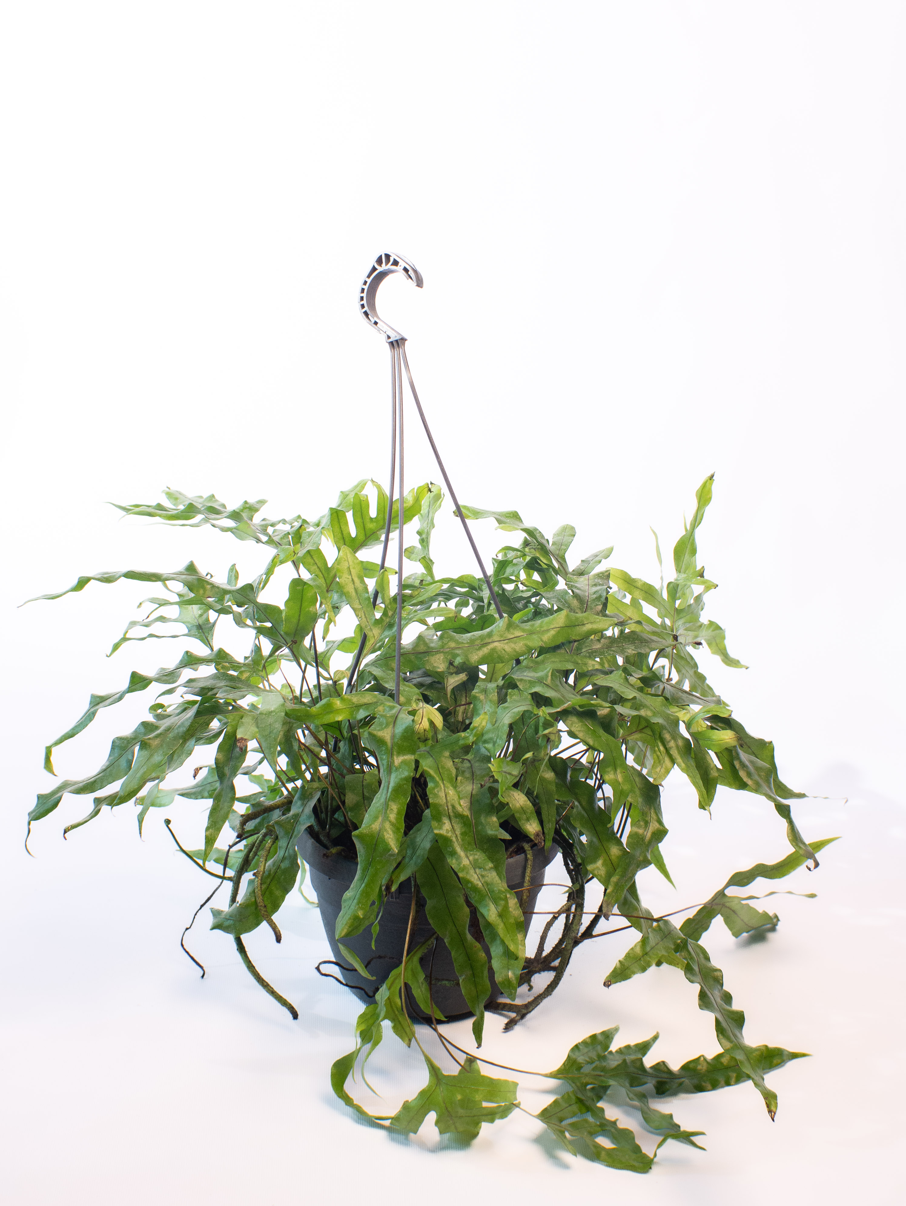 Microsorum diversifolium