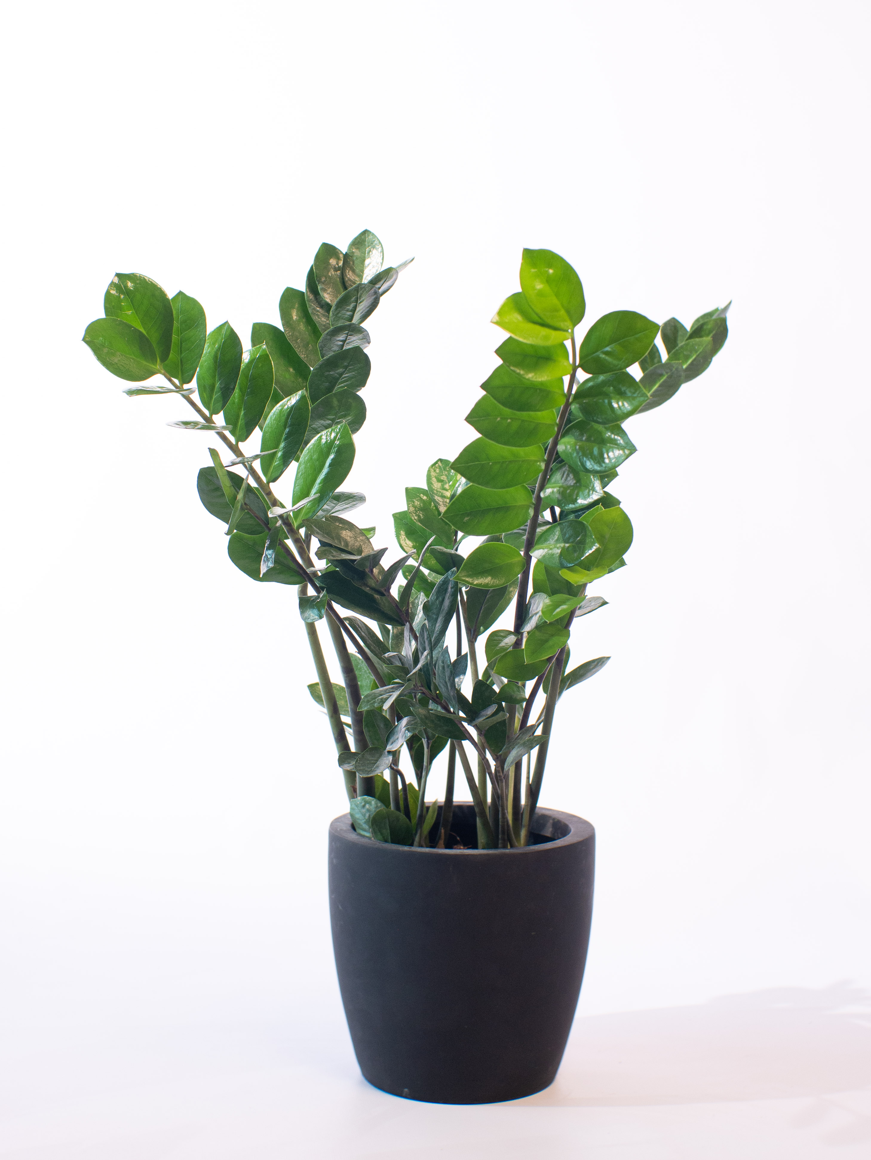 Zamioculcas