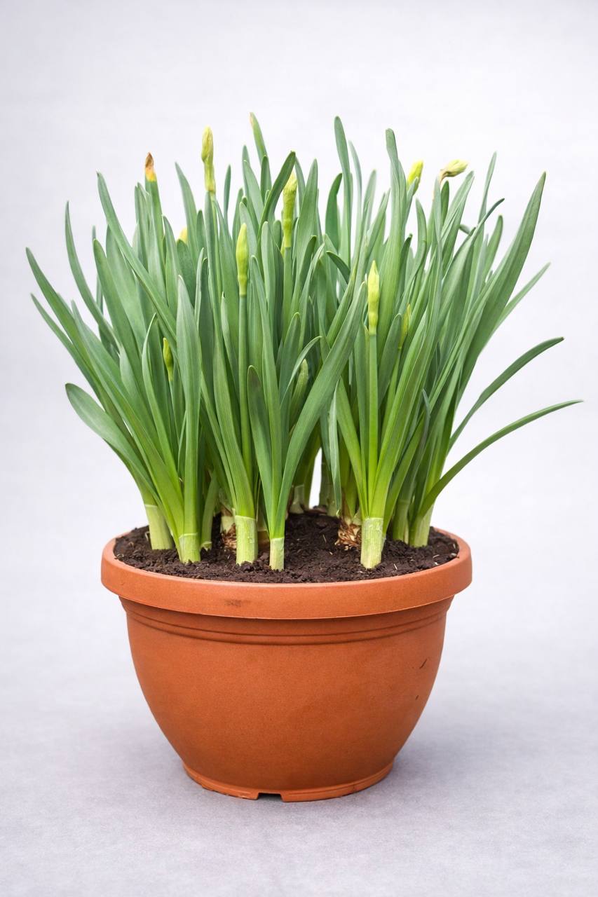 Կոմպլեկտ սոխուկով - LIPARI0025-100 / LIP...