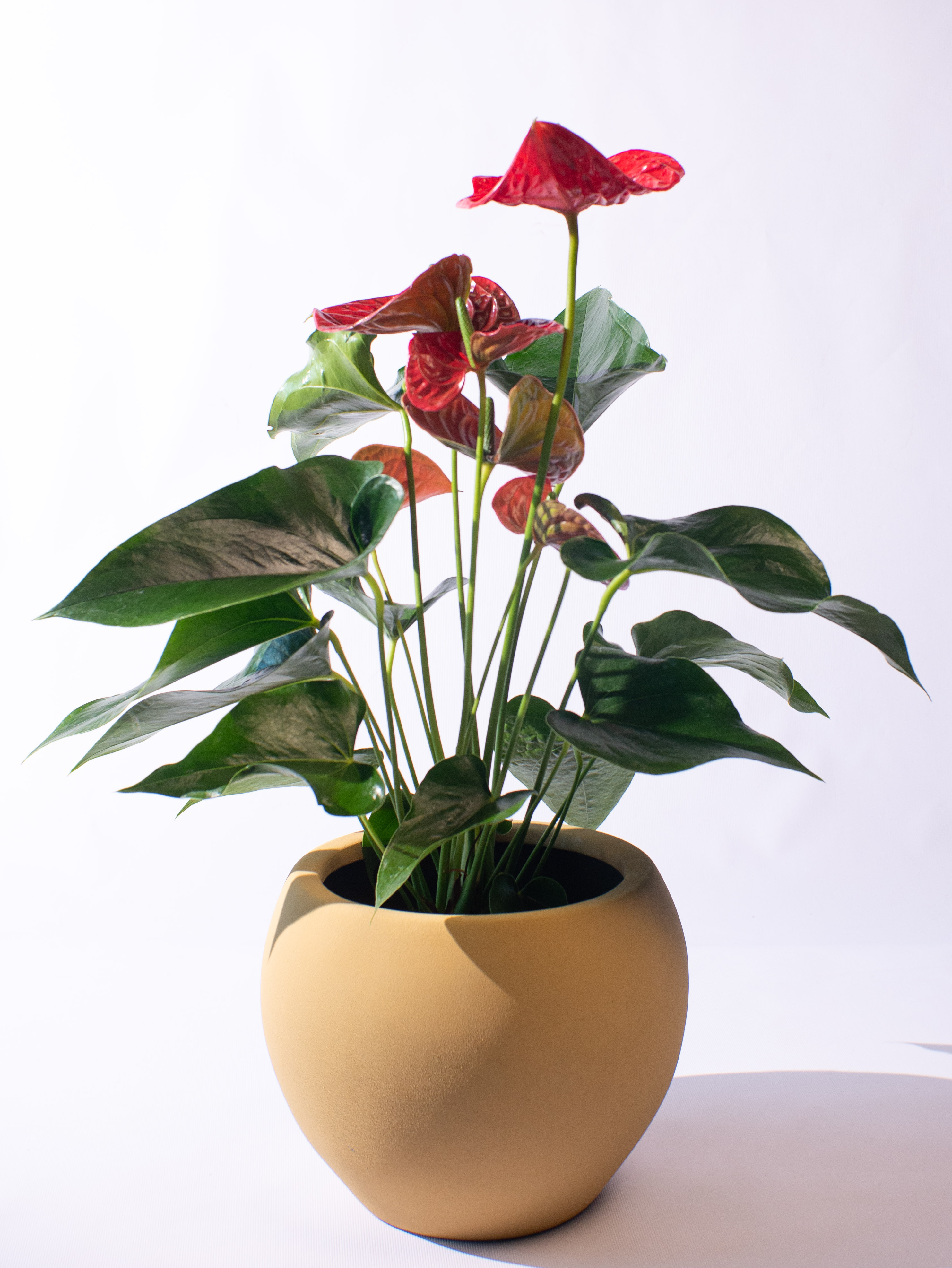 Anthurium andraeanum Michigan