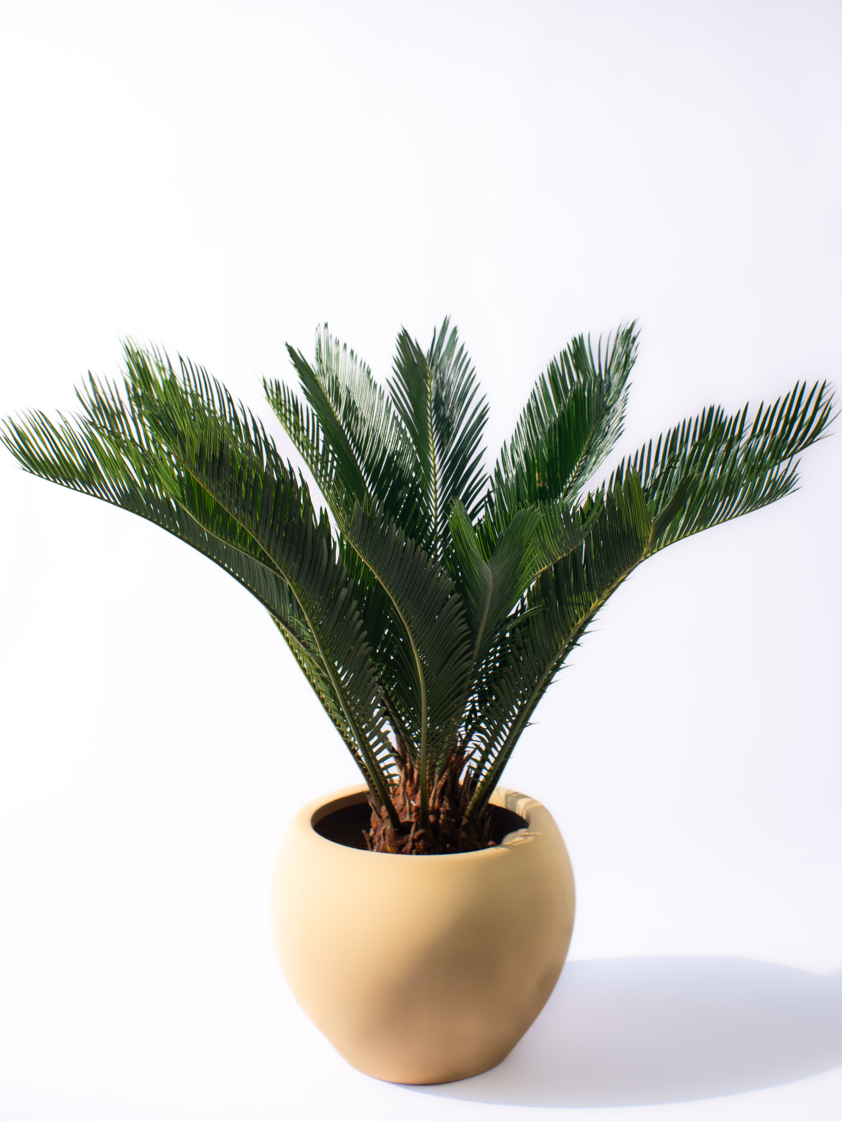 Cycas revoluta