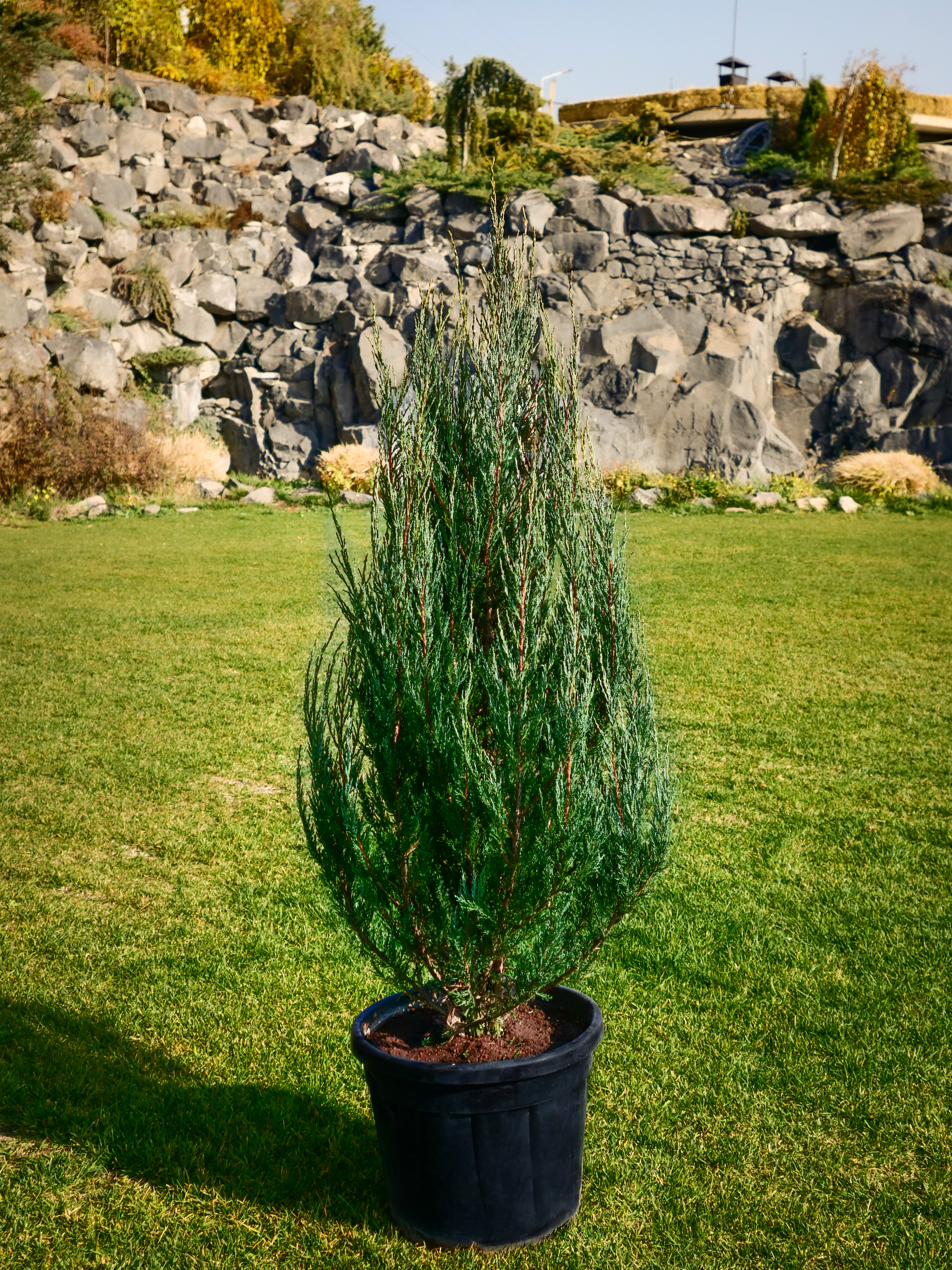 Juniperus scopulorum Blue Arrow