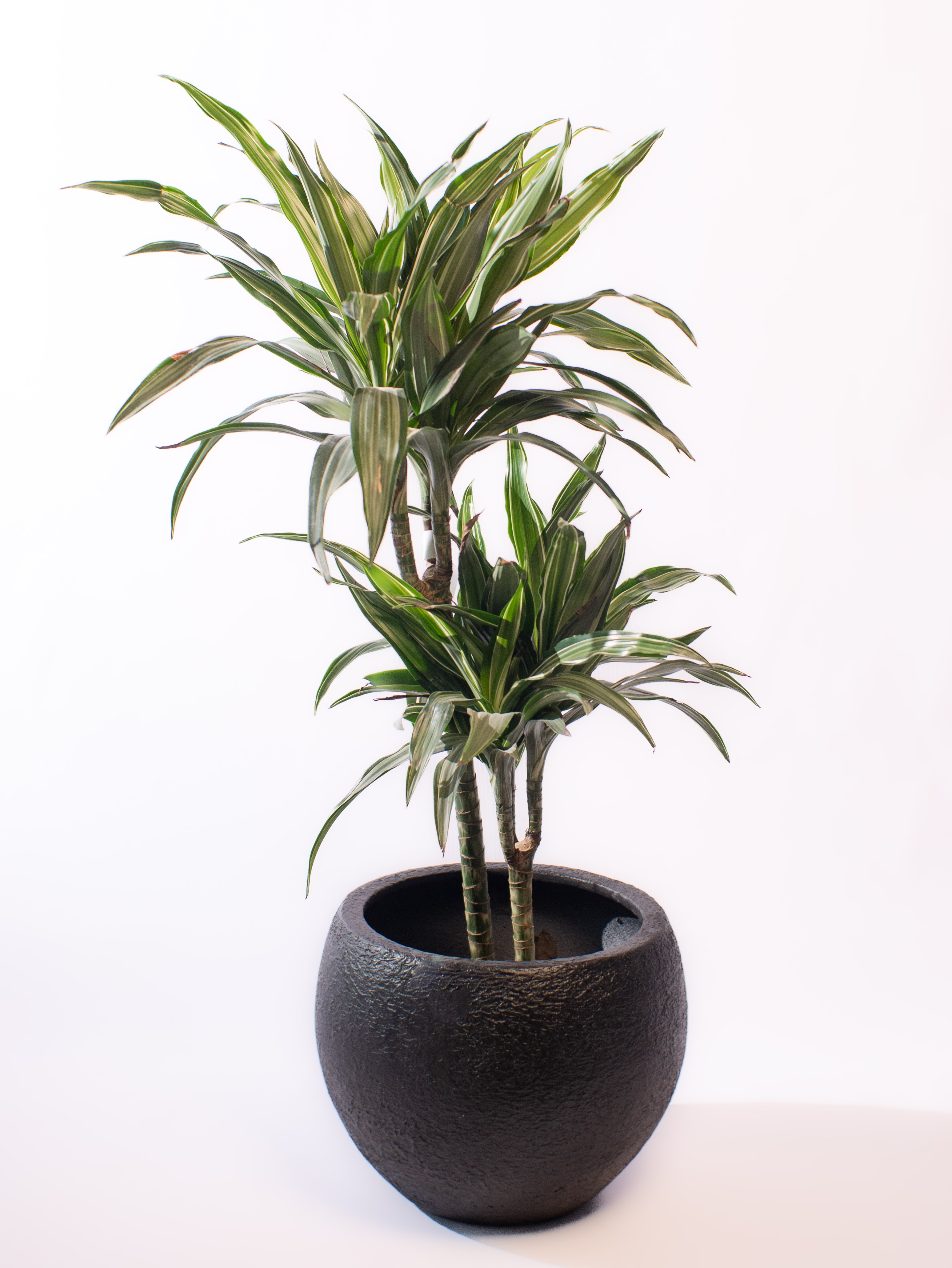 Dracaena fragrans Burundii