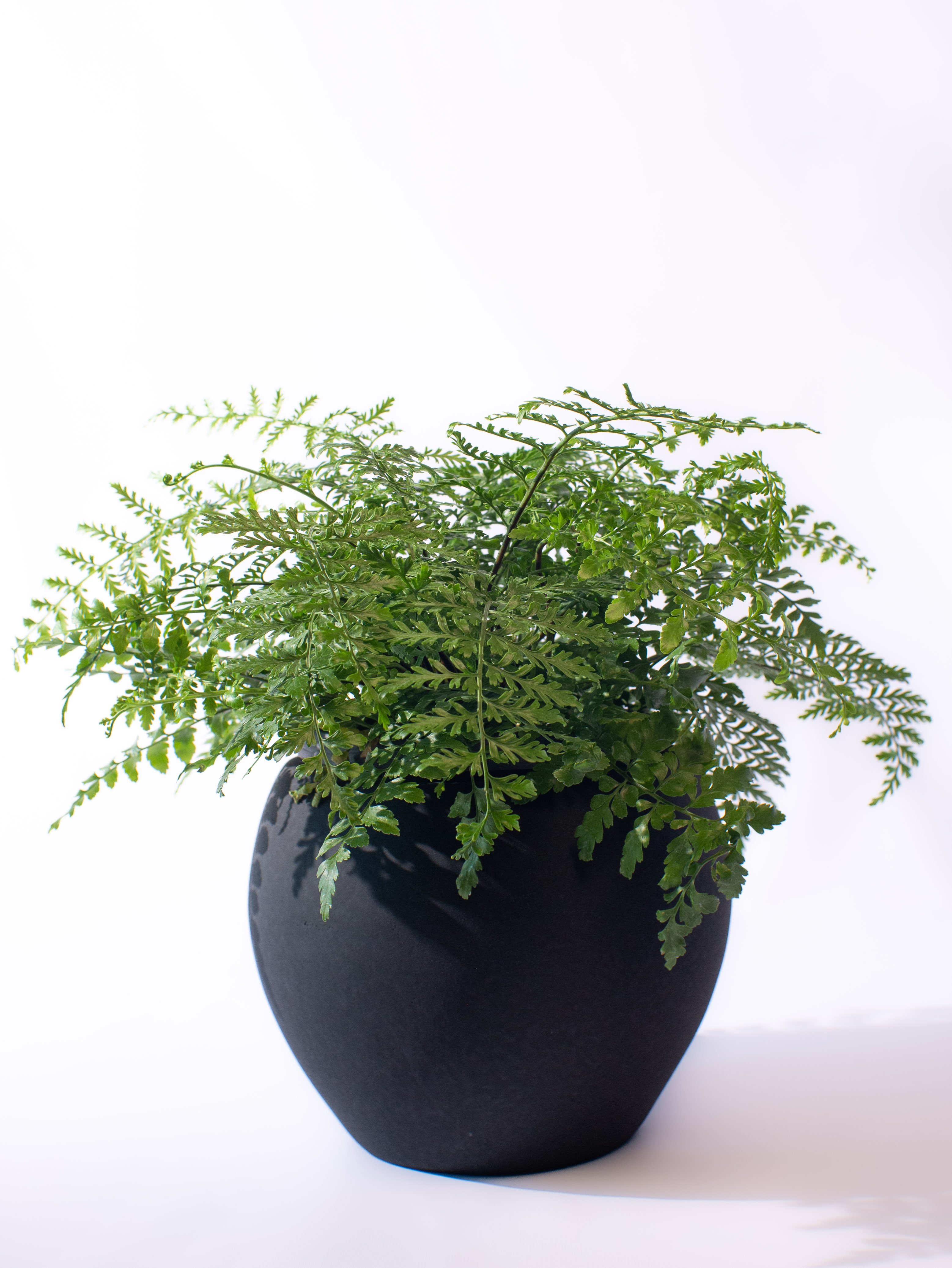 Asplenium dimorphum Parvati