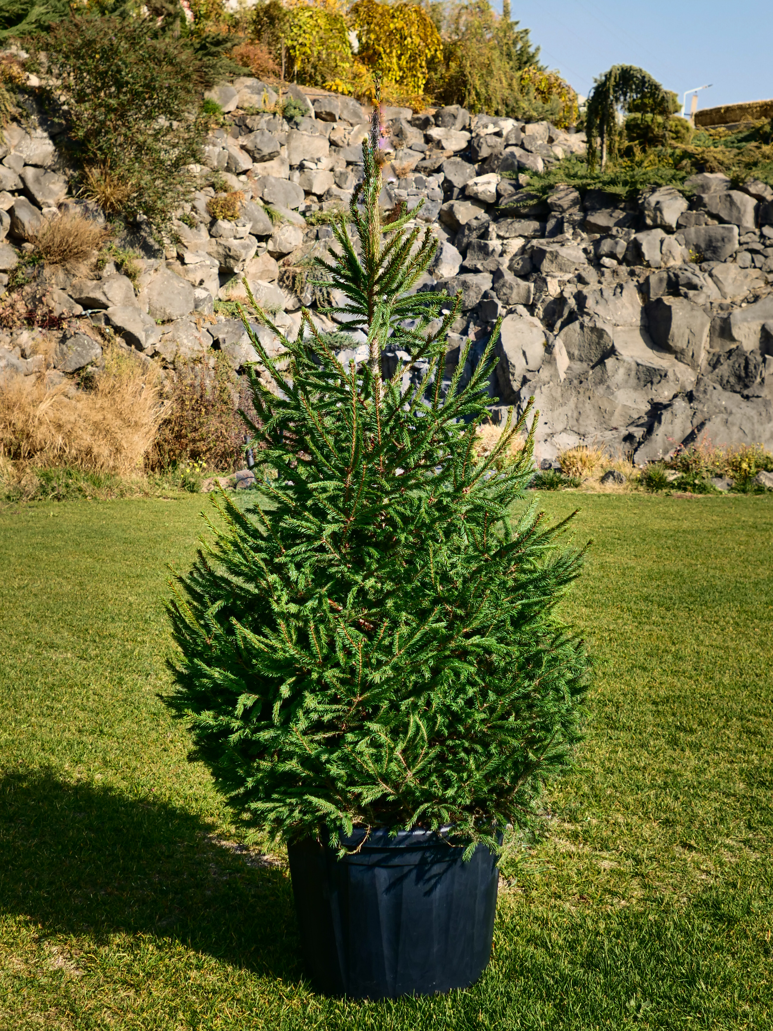 Picea abies