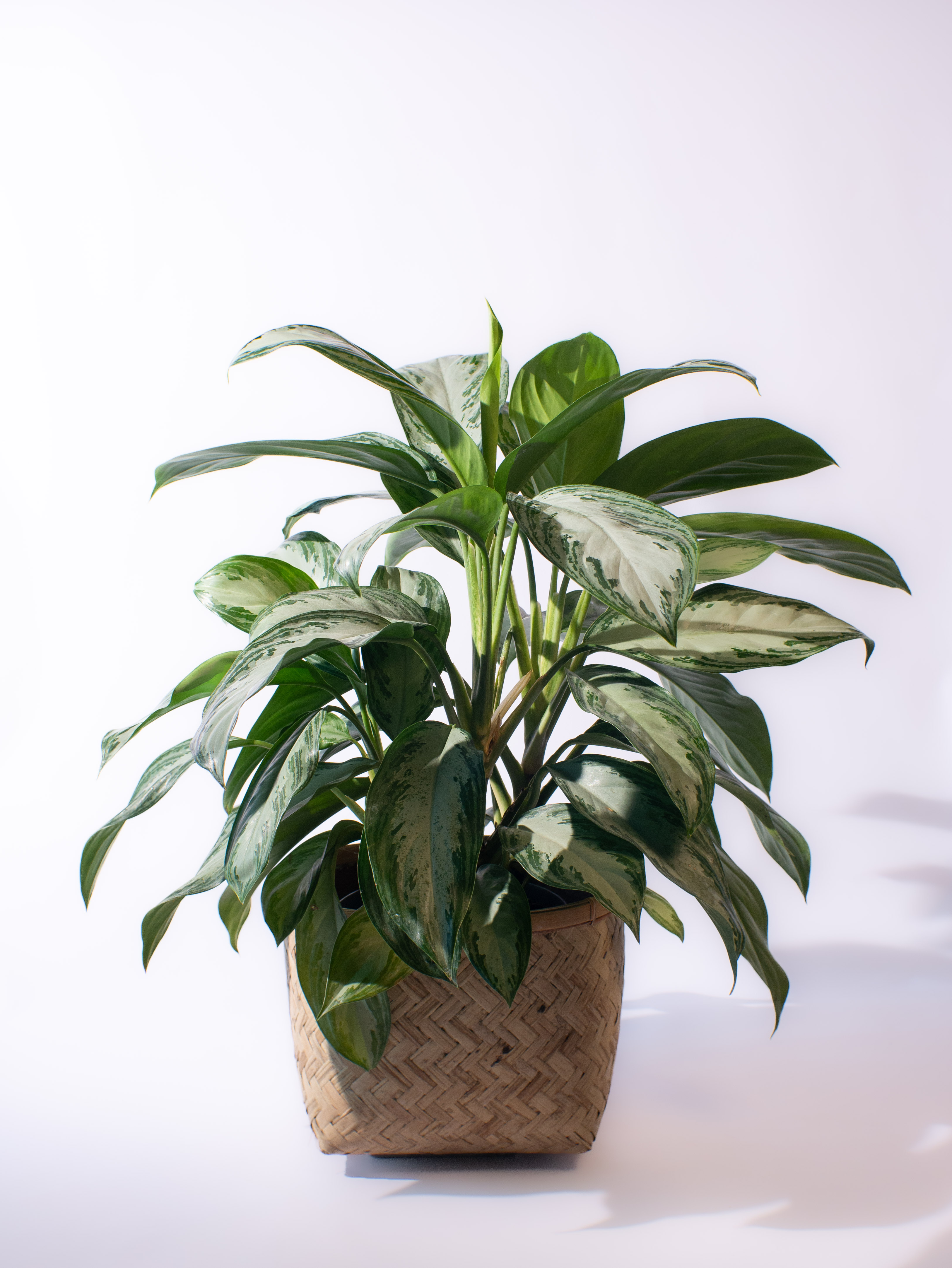 Aglaonema silver bay
