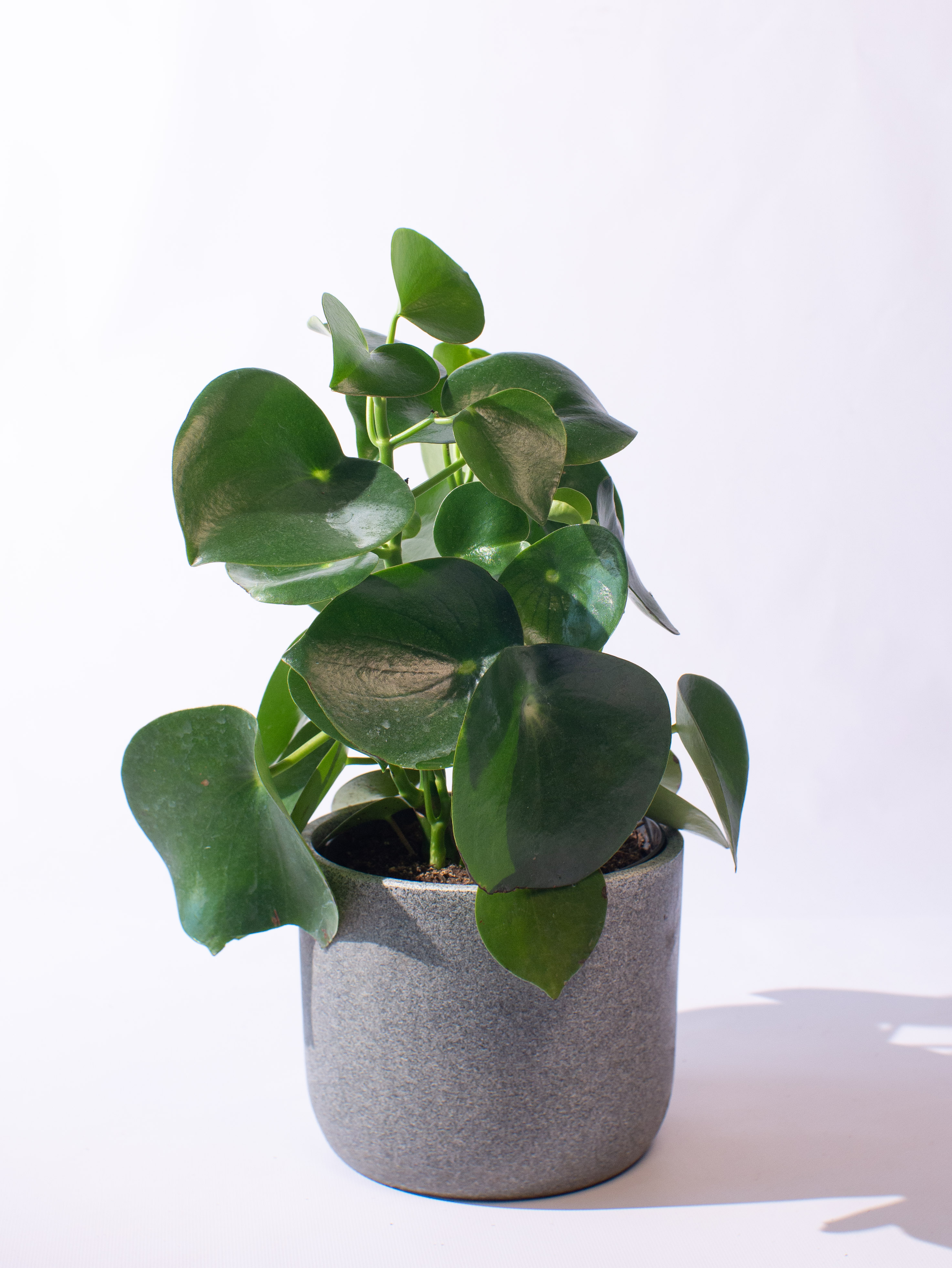 Peperomia Raindrop
