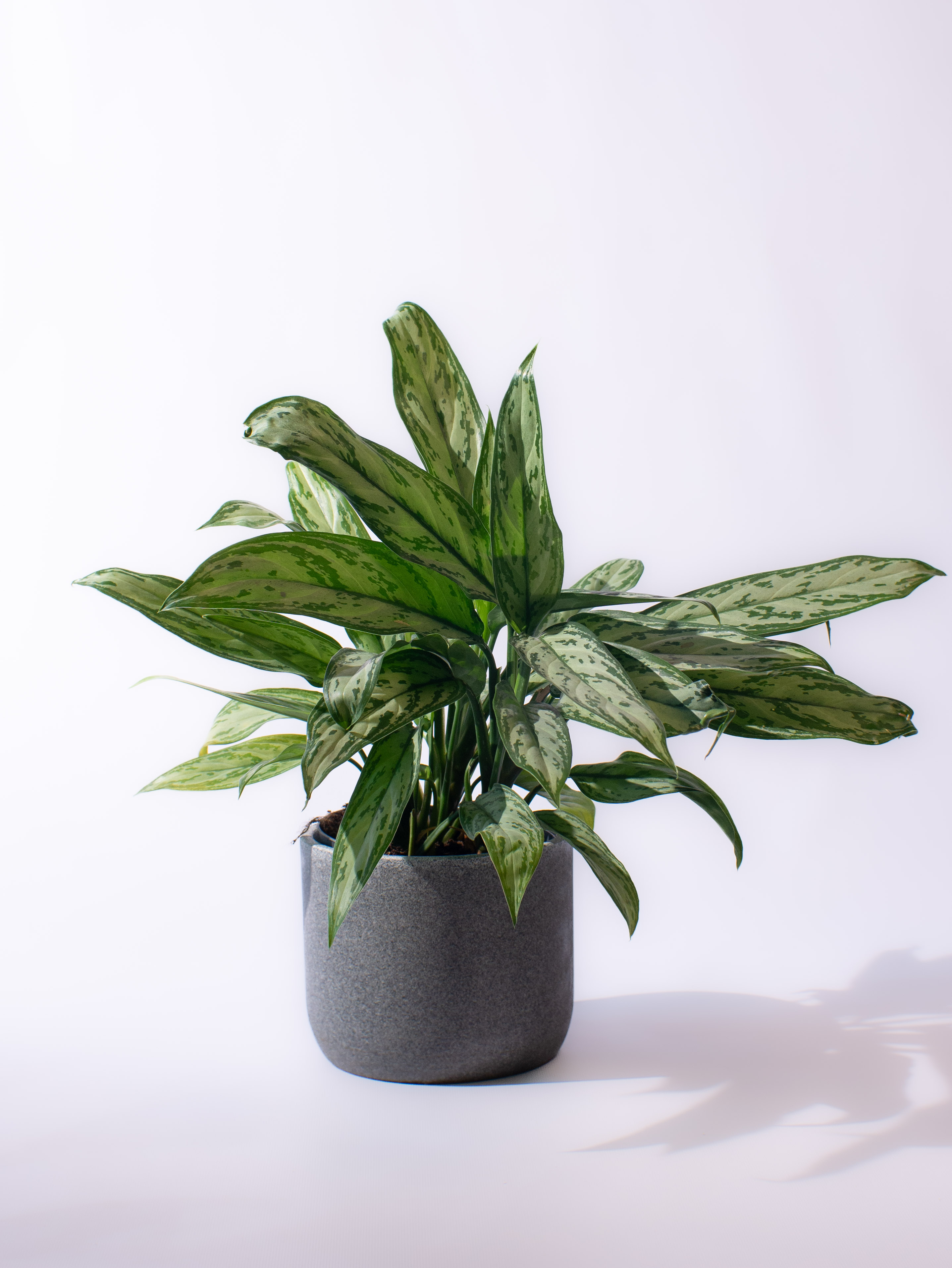Aglaonema Silver Queen