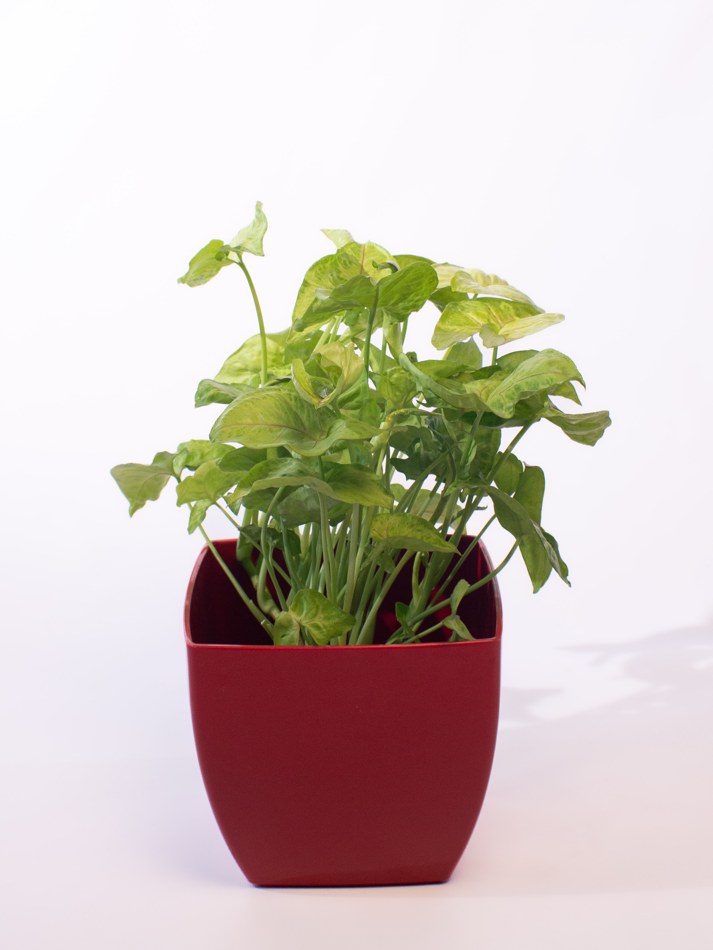 Syngonium  Golden Allusion