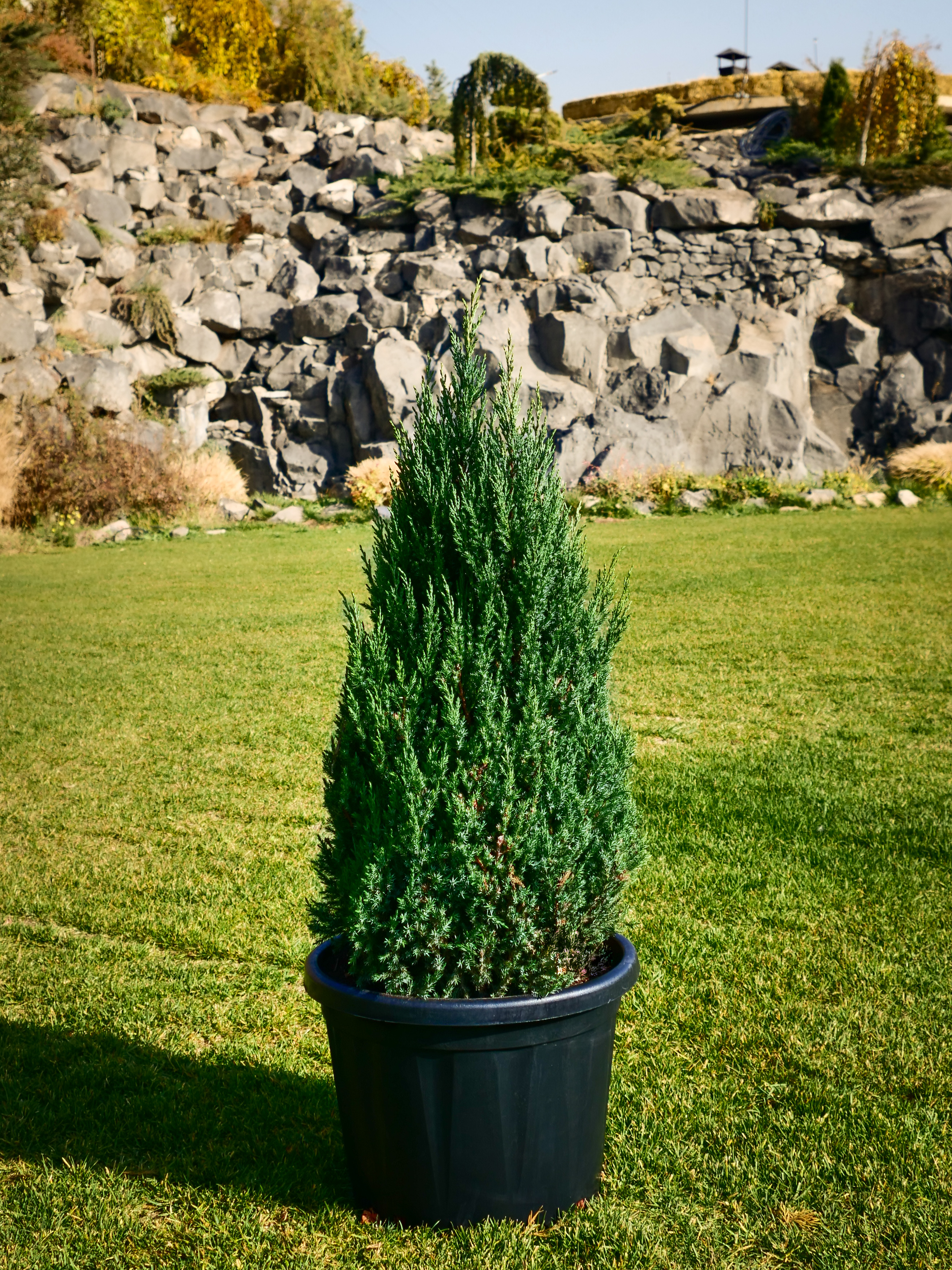 Juniperus chinensis Stricta