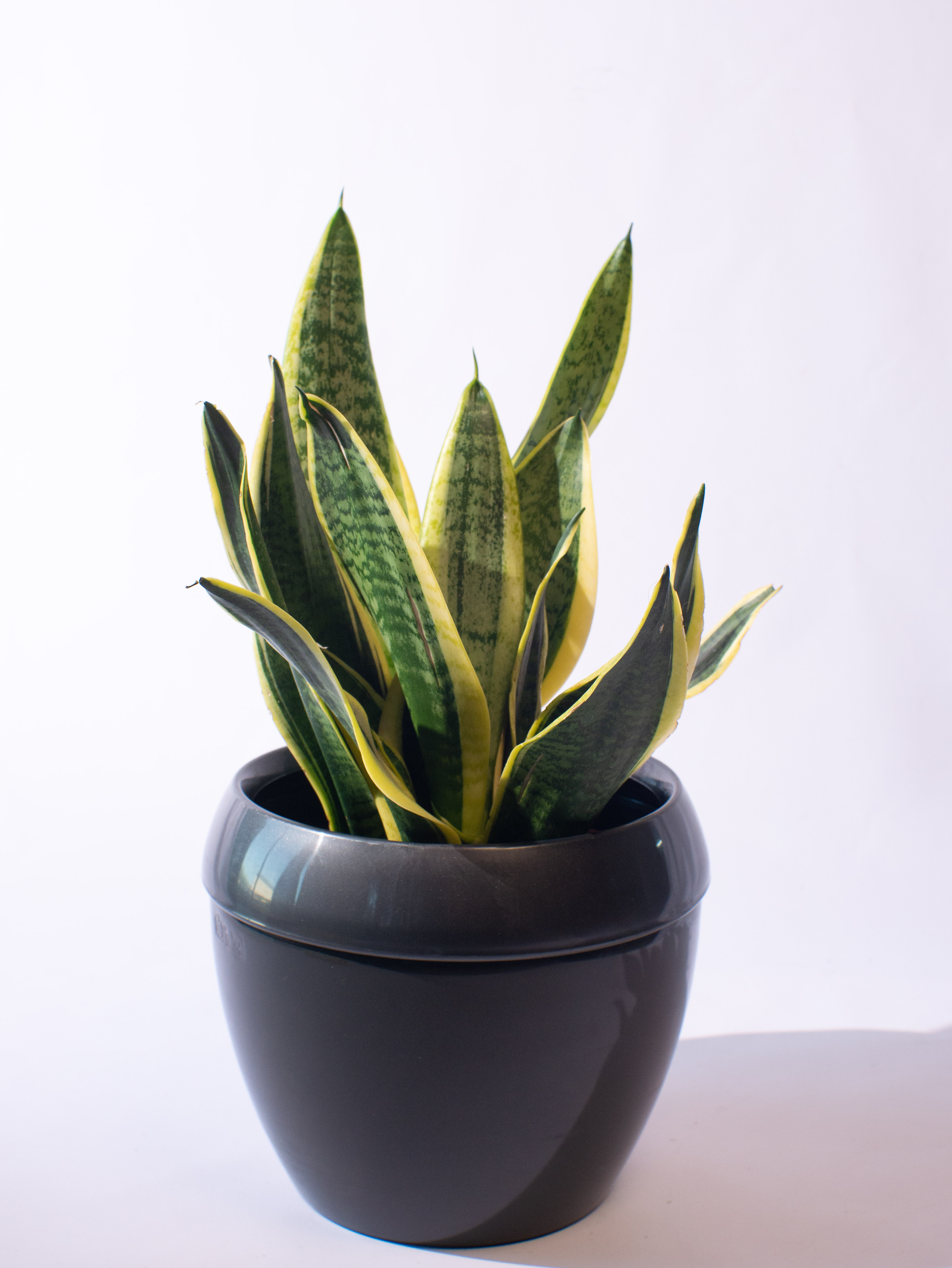 Sansevieria Gold Fame