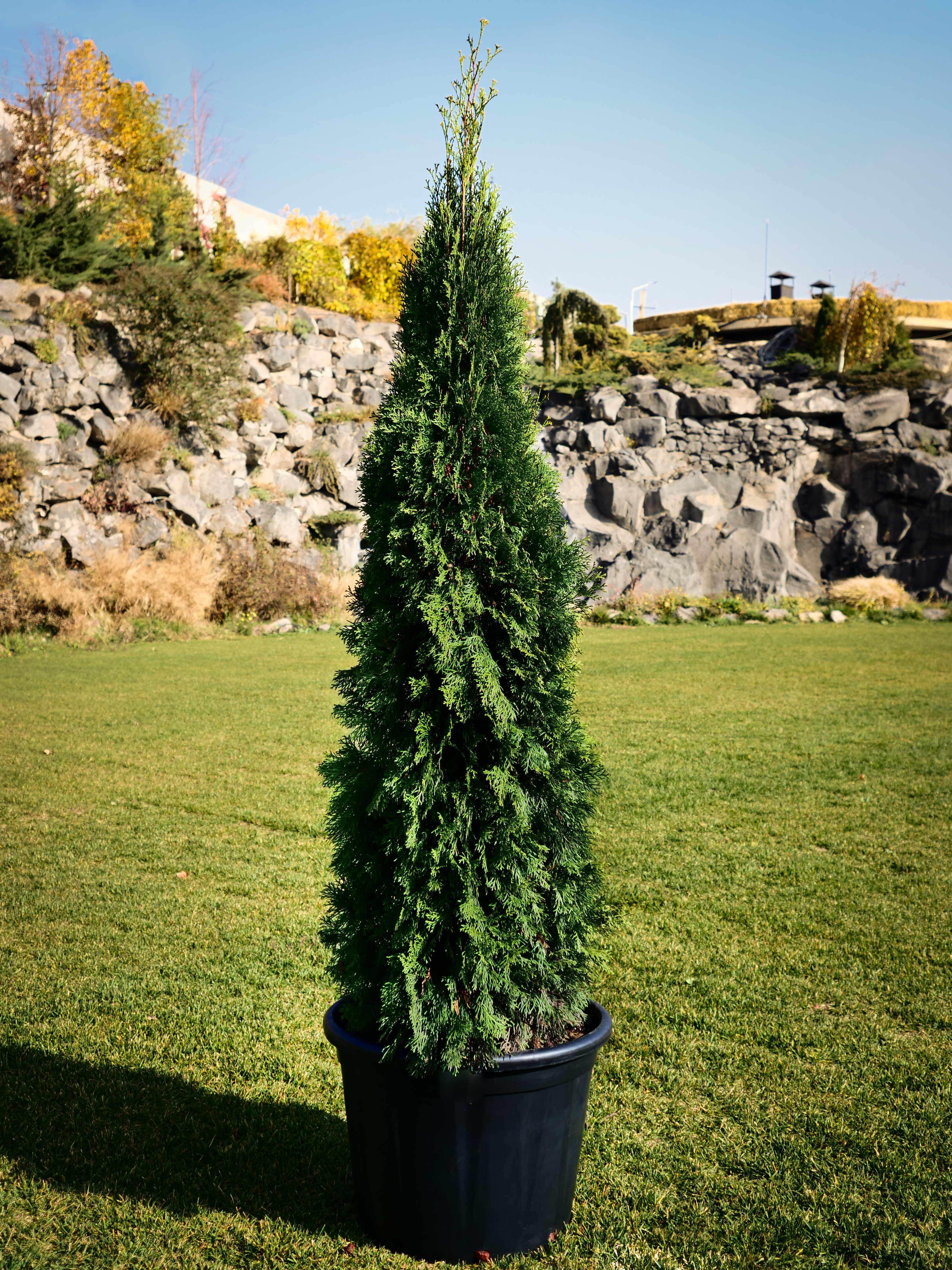 Thuja occidentalis Smaragd