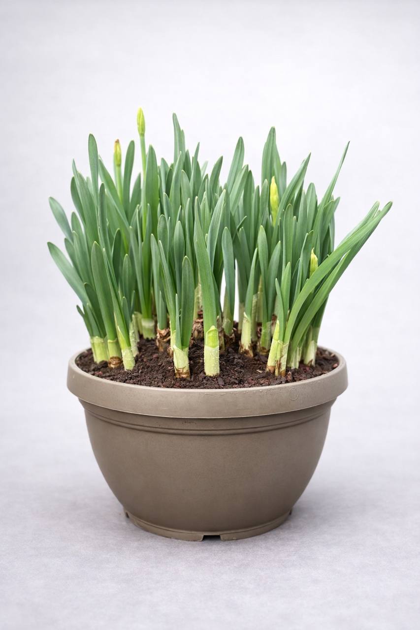 Կոմպլեկտ սոխուկով - LIPARI0030-100 / LIP...